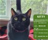 adoptable Cat in arlington, WA named Kitty