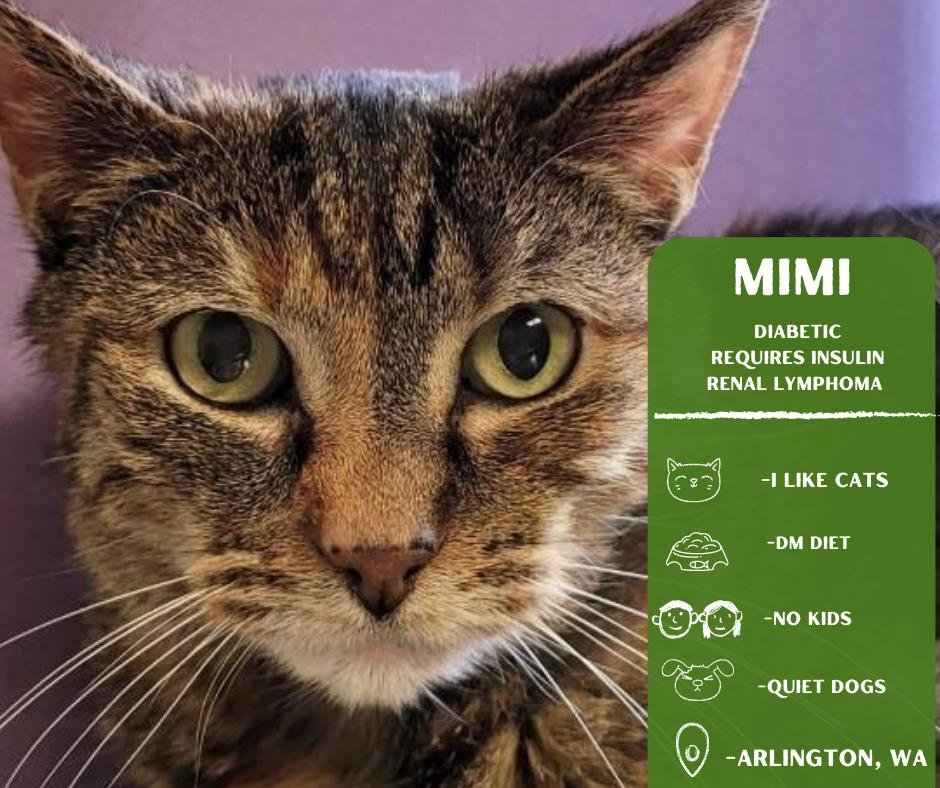adoptable Cat in Arlington, WA named Mimi