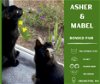 adoptable Cat in , WA named Mabel