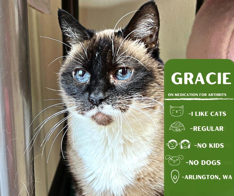 adoptable Cat in Arlington, WA named Gracie