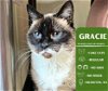 adoptable Cat in  named Gracie