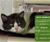 adoptable Cat in arlington, WA named Mitzy Marbles