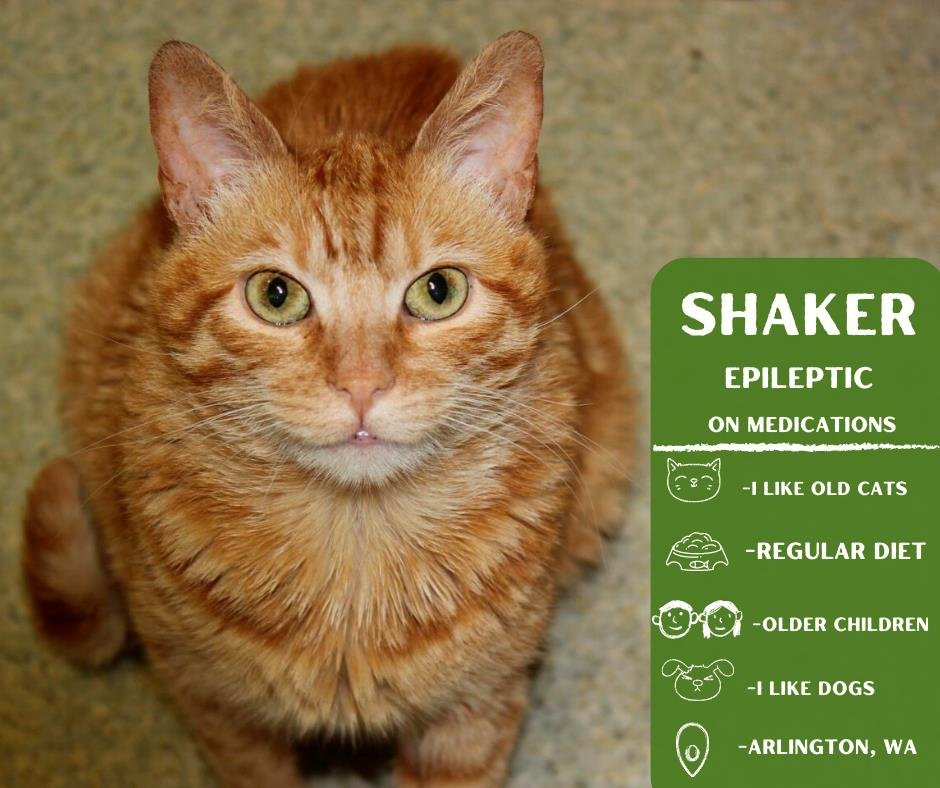 adoptable Cat in Arlington, WA named Shaker