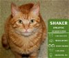 adoptable Cat in arlington, WA named Shaker