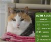 adoptable Cat in arlington, WA named Lizzie Lulu