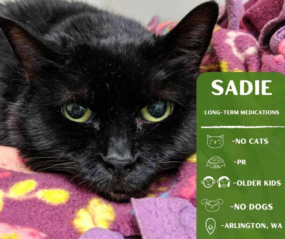 adoptable Cat in Arlington, WA named Sadie