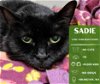 adoptable Cat in , WA named Sadie