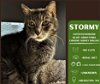 adoptable Cat in , WA named Stormy
