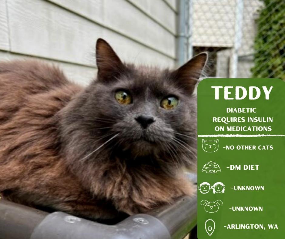 adoptable Cat in Arlington, WA named Teddy