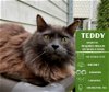 adoptable Cat in arlington, WA named Teddy