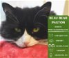 adoptable Cat in arlington, WA named Beau Bear Paxton