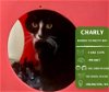 adoptable Cat in arlington, WA named Charly