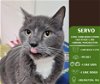 adoptable Cat in , WA named Servo