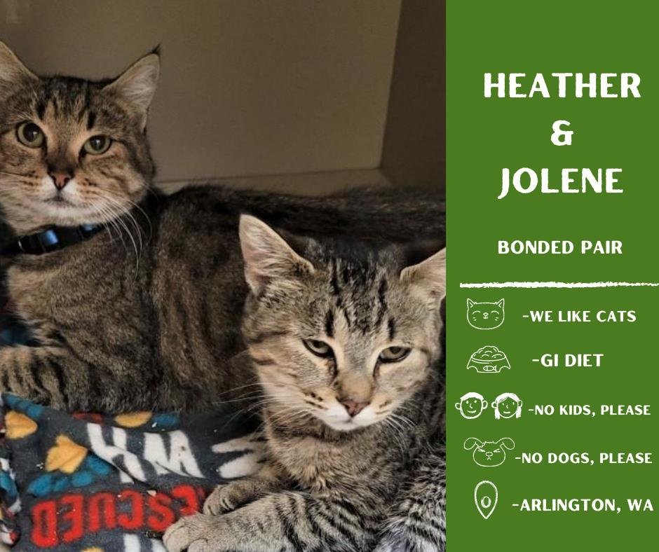 adoptable Cat in Arlington, WA named Heather