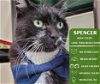 adoptable Cat in , WA named Spencer