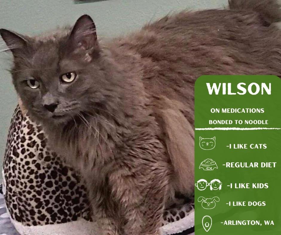 adoptable Cat in Arlington, WA named Wilson