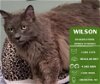 adoptable Cat in arlington, WA named Wilson