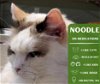 adoptable Cat in , WA named Noodle
