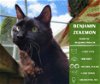 adoptable Cat in arlington, WA named Benjamin Zekemon