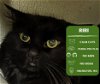 adoptable Cat in , WA named Riri
