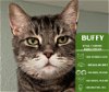 adoptable Cat in arlington, WA named Buffy