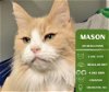 adoptable Cat in arlington, WA named Mason