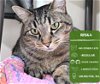 adoptable Cat in arlington, WA named Riska