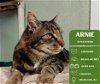 adoptable Cat in arlington, WA named Arnie