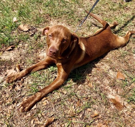 adoptable Dog in Minneola, FL named Messina