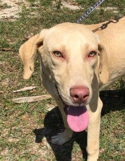 adoptable Dog in Minneola, FL named Loggins