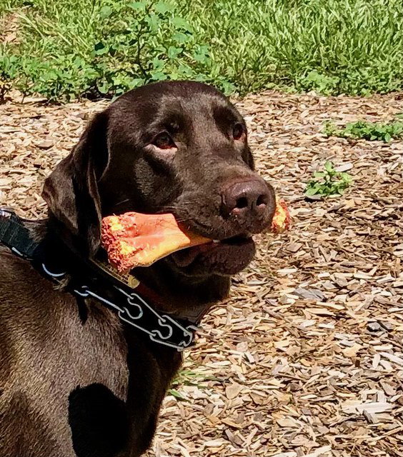 Dog for Adoption Gunther, a Chocolate Labrador Retriever in Ocala, FL