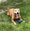 adoptable Dog in amherst, OH named GINGER