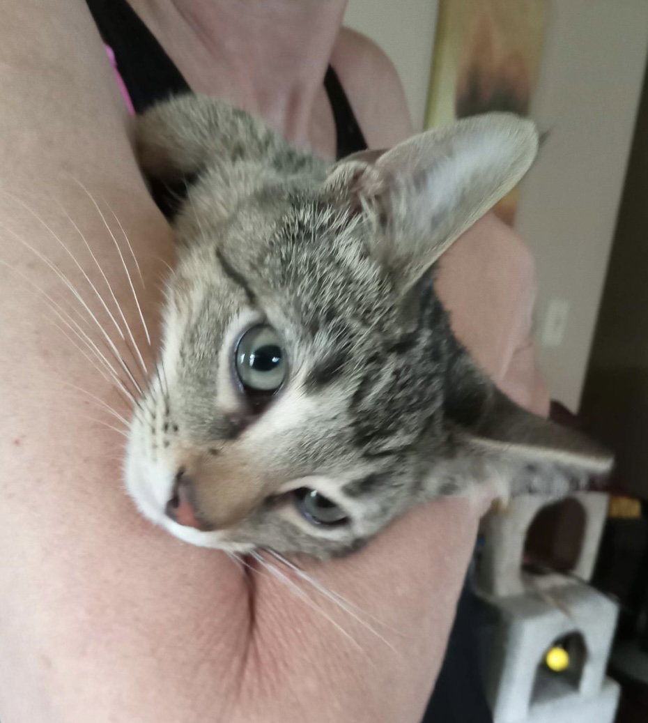 Cats for Adoption in Mansfield, Ohio Alpha Paw