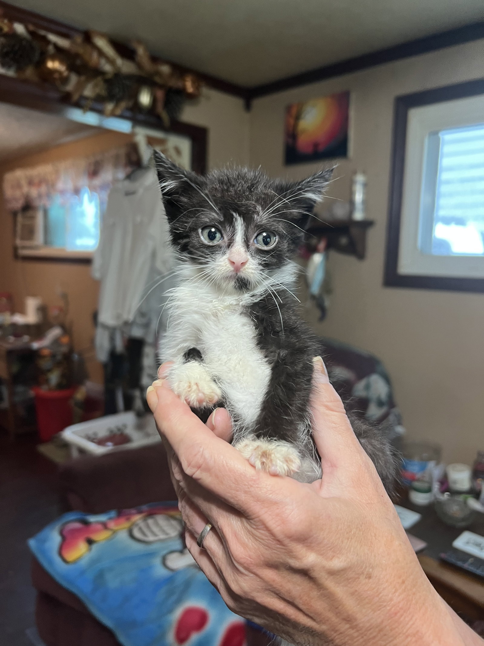 Cats for Adoption in Shelby, Ohio Alpha Paw