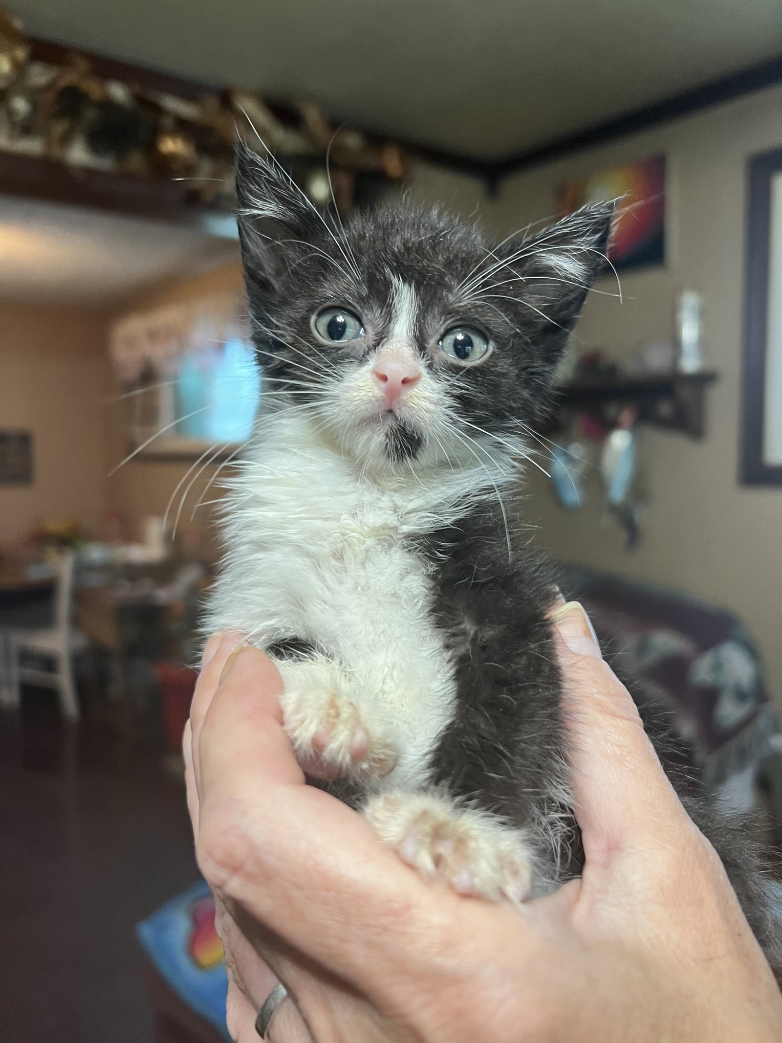 Cats for Adoption in Shelby, Ohio Alpha Paw