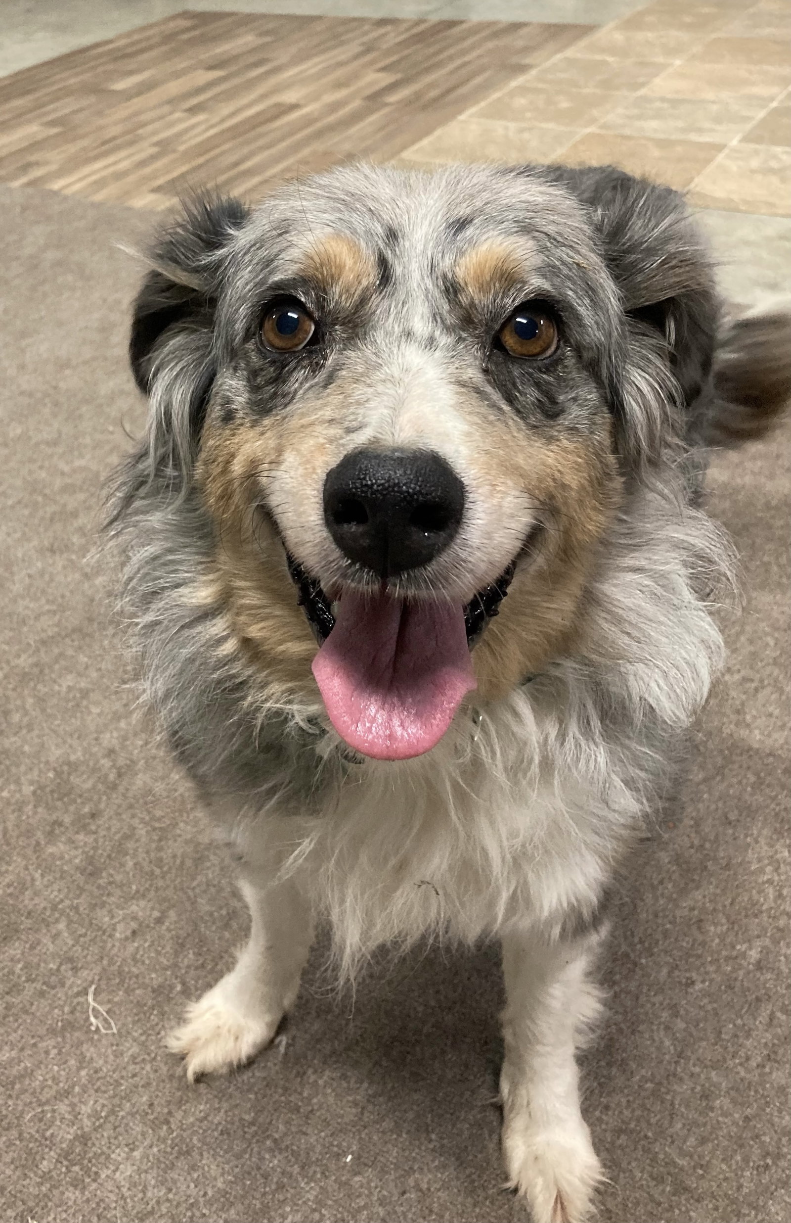 Dog for Adoption SYDNEYPending Adoption, a Australian Shepherd in