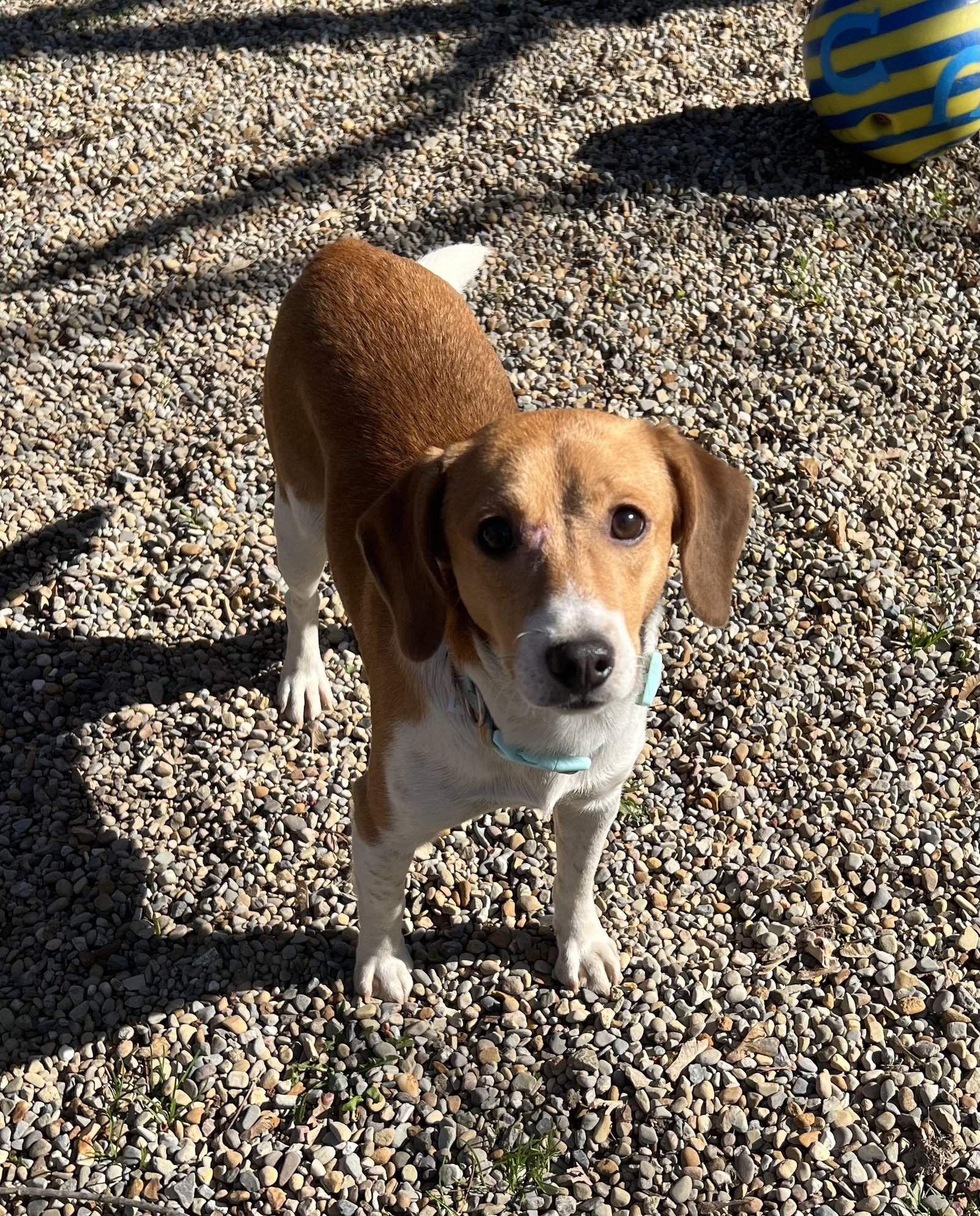 Dog for Adoption PEANUT & CASHEW, a Beagle in Cleveland Heights, OH