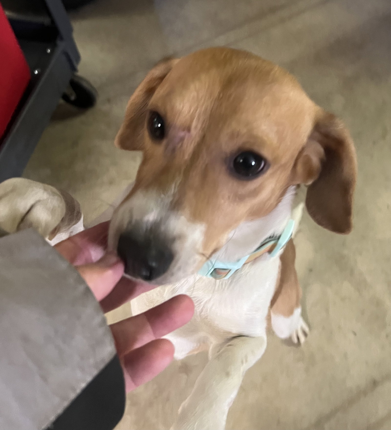 Dog for Adoption PEANUT & CASHEW, a Beagle in Cleveland Heights, OH