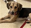 adoptable Dog in amherst, OH named PEANUT-Adoption Pending