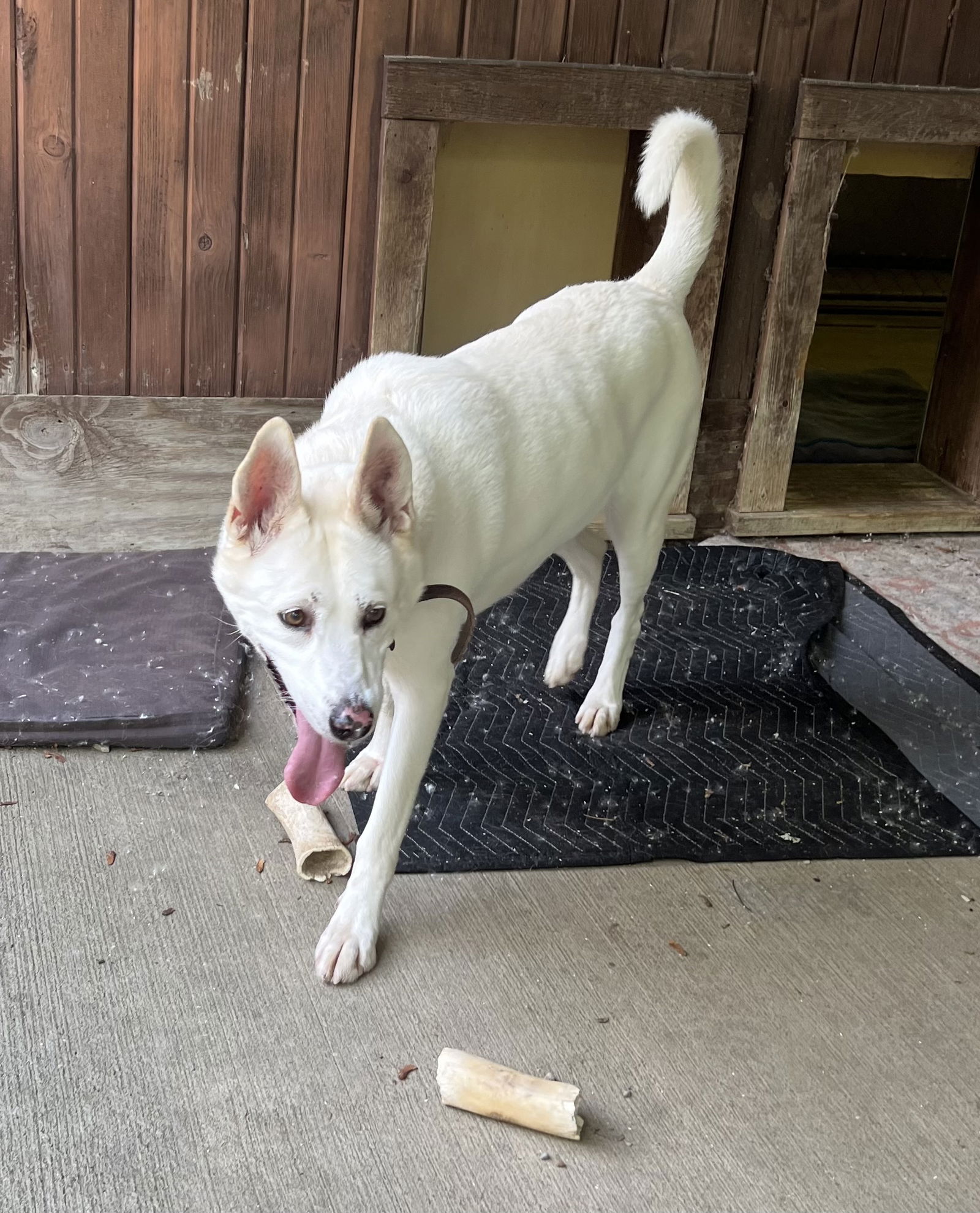 Dog for Adoption - SADIE-Special needs, a White German Shepherd in Erie ...