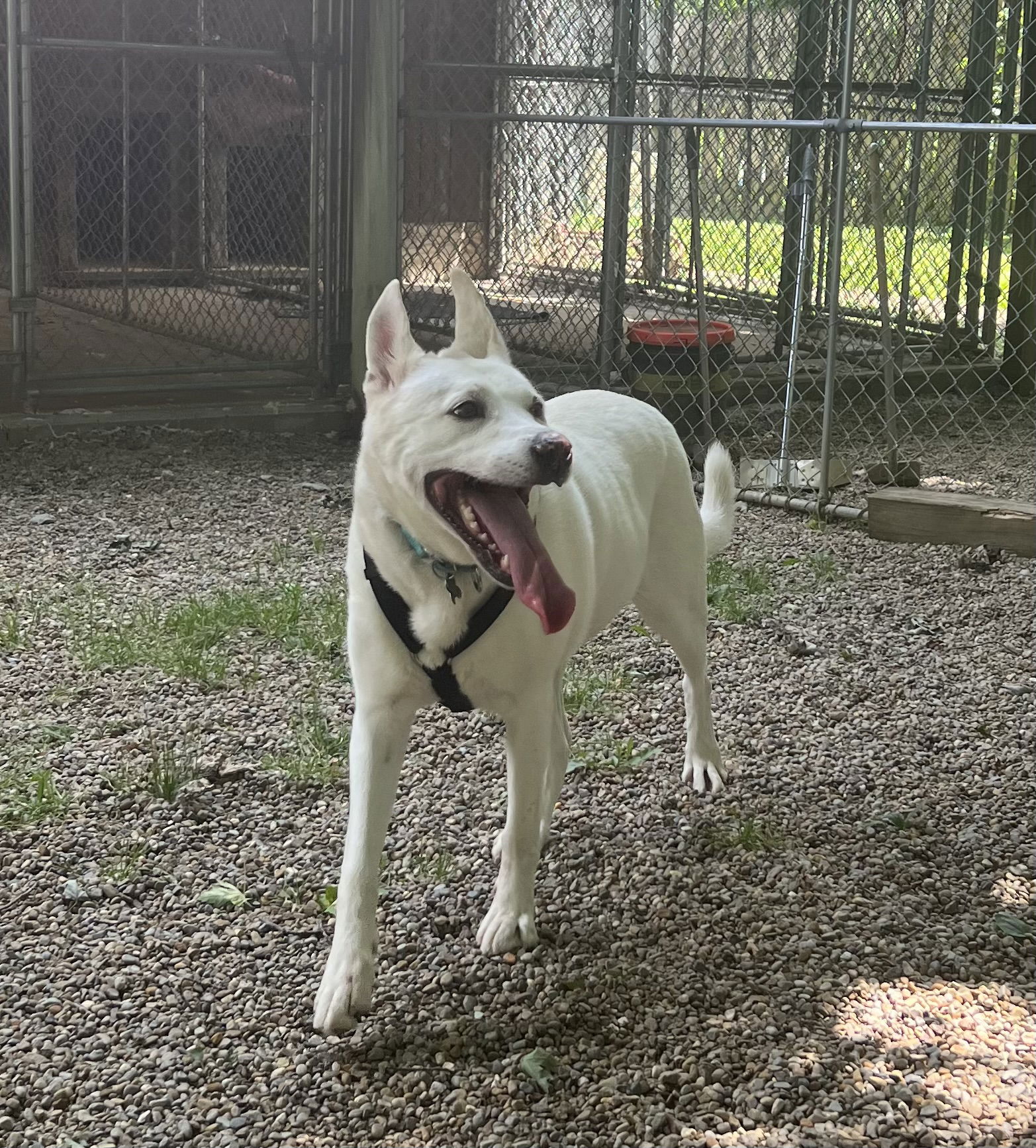 Dog for Adoption - SADIE-Special needs, a White German Shepherd in Erie ...