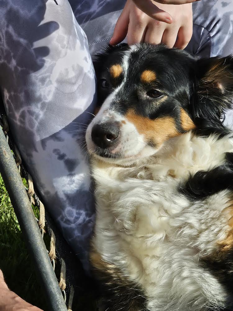 Dog for Adoption POTATO (TATER), a Border Collie in Parma, OH Alpha Paw