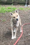 adoptable Dog in  named ROCKY