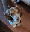 adoptable Dog in  named SNOOPY-Pending Adoption