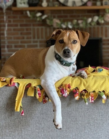 DOUG - Beagle / Jack Russell Terrier available for adoption