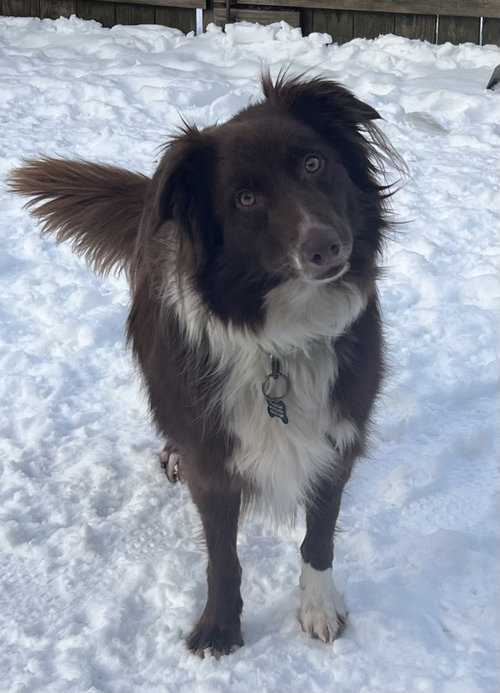MOANA - Australian Shepherd available for adoption