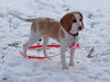 DAISY MAE-Pending Adoption - Photo 1