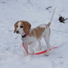 DAISY MAE-Pending Adoption - Photo 2