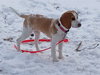 DAISY MAE-Pending Adoption - Photo 3