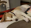DAISY MAE-Pending Adoption - Photo 4